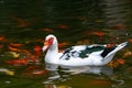 Muscovy duck Cairina moschata and gold coloured carp fish Royalty Free Stock Photo