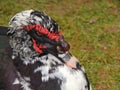 Muscovy Duck Cairina moschata in the grass, close-up, farm,outdoors. Royalty Free Stock Photo