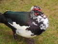 Muscovy Duck Cairina moschata in the grass, close-up, farm,outdoors. Royalty Free Stock Photo