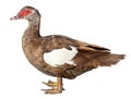 Muscovy Duck Cairina moschata isolated on white background with clipping path Royalty Free Stock Photo