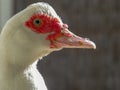 Cairina moschata sylvestris background close up hotography