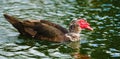 The Muscovy duck (Cairina moschata). Large duck, native to Mexico and Central and South America, swimming in water Royalty Free Stock Photo