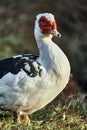 Muscovy duck Cairina moschata is a large duck native to Mexico Royalty Free Stock Photo