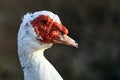 Muscovy duck Cairina moschata is a large duck native to Mexico Royalty Free Stock Photo