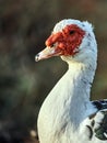 Muscovy duck Cairina moschata is a large duck native to Mexico Royalty Free Stock Photo