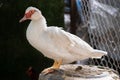 Muscovy Duck. The Muscovy duck Cairina moschata is a large duck native to Latin America