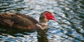 The Muscovy duck (Cairina moschata). Large duck, native to Mexico and Central and South America, swimming in water Royalty Free Stock Photo