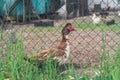 A muscovy duck Cairina moschata male outside on the farm. Royalty Free Stock Photo