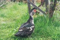 A muscovy duck Cairina moschata male outside on the grass Royalty Free Stock Photo