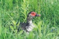 A muscovy duck Cairina moschata male outside on the grass Royalty Free Stock Photo