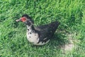 A muscovy duck Cairina moschata male outside on the grass Royalty Free Stock Photo