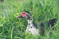 A muscovy duck Cairina moschata male outside on the grass Royalty Free Stock Photo