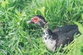 A muscovy duck Cairina moschata male outside on the grass Royalty Free Stock Photo