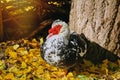 Muscovy Duck Cairina Moschata Royalty Free Stock Photo