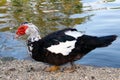 Muscovy duck Royalty Free Stock Photo