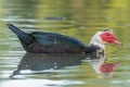 Muscovy duck (Cairina moschata) in a river Royalty Free Stock Photo