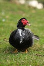 Muscovy duck, Cairina moschata, single male on grass, Royalty Free Stock Photo