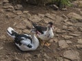 Muscovy duck Cairina moschata sitting couple male and female, large duck native to Mexico, Central, and South America Royalty Free Stock Photo