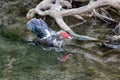 The Muscovy duck Cairina moschata on a stream Royalty Free Stock Photo