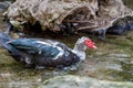 The Muscovy duck Cairina moschata on a stream Royalty Free Stock Photo