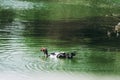 Muscovy duck Cairina moschata swims in a pond Royalty Free Stock Photo