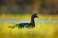 Muscovy Duck, Cairina moschata, in water green grass, bird in the nature habitat, Barranco Alto, Pantanal, Brazil. Wildlife nature