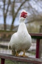 Muscovy duck Cairina moschata white bird with red face and unfriendly very bad expression on bench seat on farm Royalty Free Stock Photo