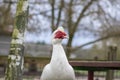 Muscovy duck Cairina moschata white bird with red face and unfriendly very bad expression on bench seat on farm Royalty Free Stock Photo