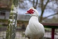 Muscovy duck Cairina moschata white bird with red face and unfriendly very bad expression on bench seat on farm Royalty Free Stock Photo