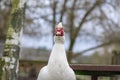 Muscovy duck Cairina moschata white bird with red face and unfriendly very bad expression on bench seat on farm Royalty Free Stock Photo