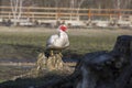 Muscovy duck Cairina moschata white bird with red face and unfriendly very bad expression on farm Royalty Free Stock Photo