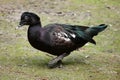 Muscovy duck (Cairina moschata). Royalty Free Stock Photo