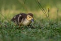 Muscovy duck chick (Cairina moschata) on the grass Royalty Free Stock Photo