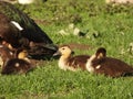Muscovy duck chickens sittin in the grass