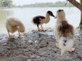 Muscovy duck children after swimming at the edge of the pond