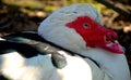 Muscovy duck close-up in park Royalty Free Stock Photo