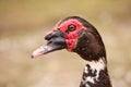 Muscovy duck close-up portrait. Macro.