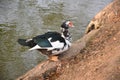 The Muscovy duck closeup stay alone near a pond on a sunny day.