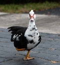 Muscovy Duck with Disabled Leg Royalty Free Stock Photo