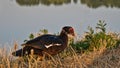 Muscovy duck enjoying the early morning sun in Mons Belgum