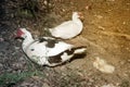 Muscovy duck family with ducklings. The musky duck.