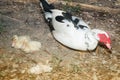 Muscovy duck family with ducklings. The musky duck.