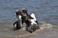 Muscovy duck fight