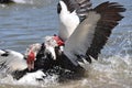 Muscovy duck fight