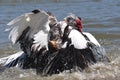 Muscovy duck fight