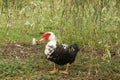 Muscovy Duck is standing on the grassland, under thr willows. photo took in Hengqin wetlands park, Zhuhai city, CHINA.