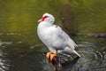 Muscovy Duck on lake Royalty Free Stock Photo