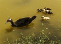 Muscovy Duck on a lake with five duckling