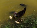 Muscovy Duck on a lake with five duckling