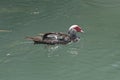 Muscovy Duck in a Local Bayou